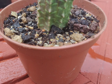 Vente: Euphorbia Meloformis