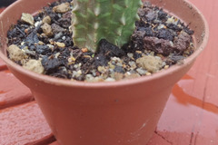 Vente: Euphorbia Meloformis