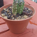 Vente: Euphorbia Meloformis