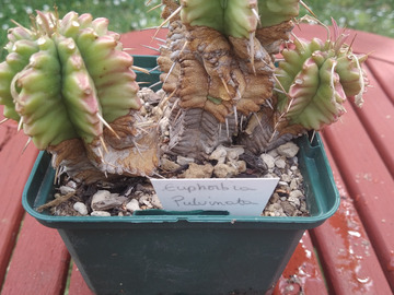 Vente: Euphorbia Pulviata
