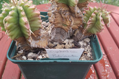 Vente: Euphorbia Pulviata