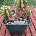 Vente: Euphorbia Pulviata