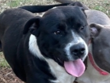   : Found Dog