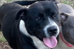   : Found Dog