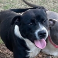   : Found Dog