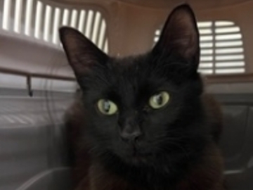   : Found Cat