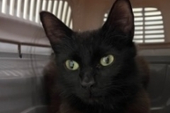   : Found Cat