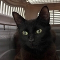   : Found Cat