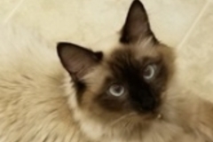   : Joey 