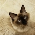   : Joey 