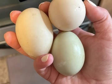 Selling with online payment: Fresh Free Range Duck Eggs