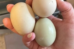 Selling with online payment: Fresh Free Range Duck Eggs
