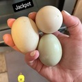 Selling with online payment: Fresh Free Range Duck Eggs