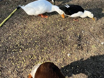 Selling with In-person Payment: Fresh Free Range Duck Eggs (cash)
