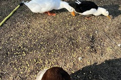 Selling with In-person Payment: Fresh Free Range Duck Eggs (cash)