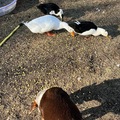 Selling with In-person Payment: Fresh Free Range Duck Eggs (cash)