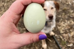 Selling with In-person Payment: Fresh Free Range Duck Eggs (Attleboro, MA)