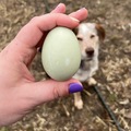 Selling with In-person Payment: Fresh Free Range Duck Eggs (Attleboro, MA)