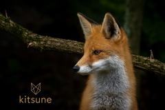 Radar: KITSUNE GLASS