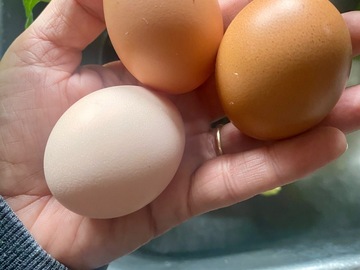 Selling with online payment: Organic, pasture raised chicken eggs!