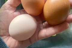 Selling with online payment: Organic, pasture raised chicken eggs!