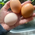Selling with online payment: Organic, pasture raised chicken eggs!