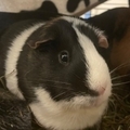   : GP and Suki