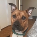   : Milo