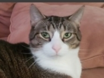   : Peanot