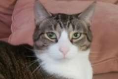   : Peanot