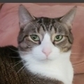   : Peanot