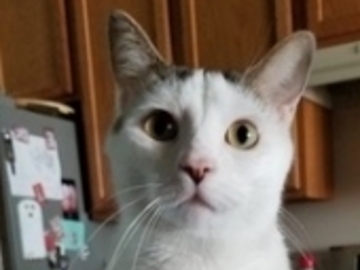   : Peanut 