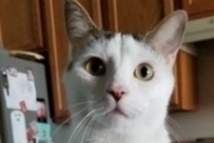   : Peanut 