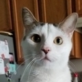   : Peanut 