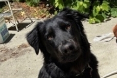   : Reggie
