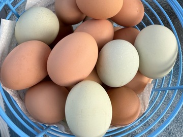 Selling with online payment: Fresh Eggs (Litchfield, NH)