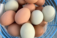 Selling with online payment: Fresh Eggs