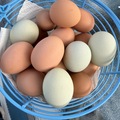 Selling with online payment: Fresh Eggs