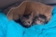   : Stray Kittens