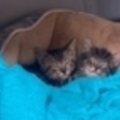   : Stray Kittens