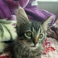   : Jasper