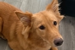   : Nova