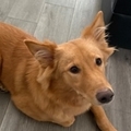  : Nova