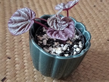 Vente: Jeune Peperomia Caperata Quito
