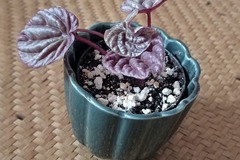 Vente: Jeune Peperomia Caperata Quito