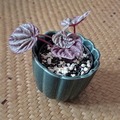 Vente: Jeune Peperomia Caperata Quito