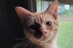   : Buddy