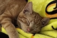   : Cheeto 