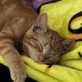   : Cheeto 