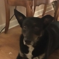   : Delilah